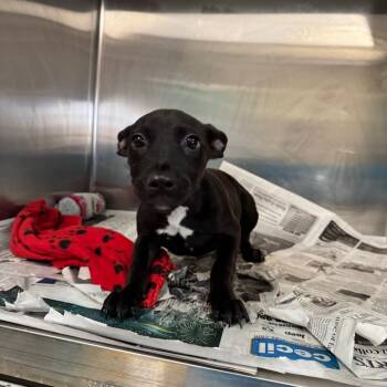 Courtney -  Shepherd and Mixed Breed Dog for Adoption in San Antonio, Texas - Courtney | PetCurious