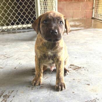 Shepherd and Hound Dogs Available for Adoption in Cabot, Arkansas - (Found) Raphael | PetCurious