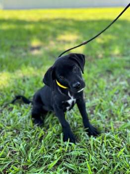Dudley -  Black Labrador Retriever and Mixed Breed Dog for Adoption in Aiken, South Carolina - Dudley | PetCurious
