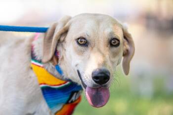 Choriza -  Labrador Retriever and Basset Hound Dog for Adoption in Santa Rosa, California - Choriza | PetCurious
