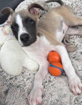 Shadow -  Husky and Mixed Breed Dog for Adoption in Los Angeles, California - Shadow | PetCurious