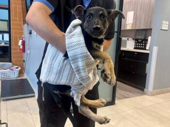 STIMBALINA -  German Shepherd Dog Dog for Adoption in Rowlett, Texas - STIMBALINA | PetCurious