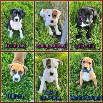 Michigan Wildflower litter- puppies 3 male 3 female -  Pit Bull Terrier Dog Available for Adoption in Traverse City, Michigan - Michigan Wildflower Litter- Puppies 3 Male 3 Female | PetCurious