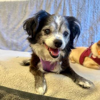 Bubly 14269 -  Cavalier King Charles Spaniel and Chihuahua Dog for Adoption in San Francisco, California - Bubly 14269 | PetCurious