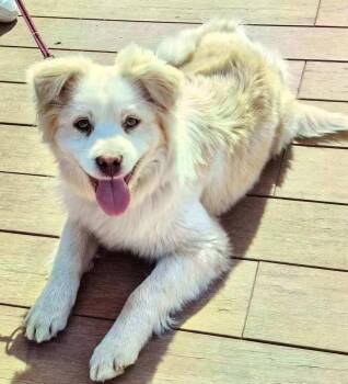 Melo -  Spitz and Labrador Retriever Dog for Adoption in Richmond, British Columbia - Melo | PetCurious