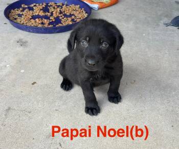 Rescue Labrador Retriever and Shepherd Dogs for Adoption in Manchester Township, New Jersey - Papai Noel | PetCurious