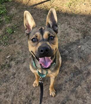 Rescue German Shepherd Dog and Mixed Breed Dogs for Adoption in Sacramento, California - JUNO | PetCurious