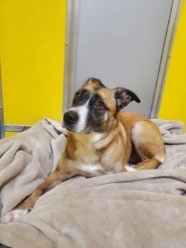 Rescue German Shepherd Dog and Mixed Breed Dogs for Adoption in Pequot Lakes, Minnesota - Ripley | PetCurious