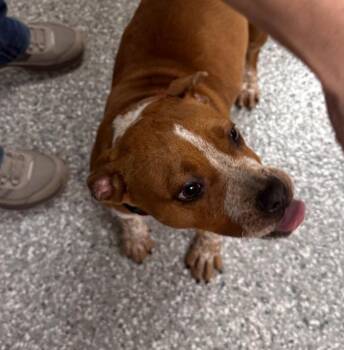 Staffordshire Bull Terrier Dogs Available for Adoption - Millie | PetCurious