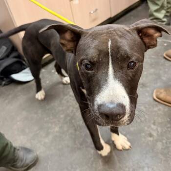 Brad -  Pit Bull Terrier Dog for Adoption in Evensville, Tennessee - Brad | PetCurious
