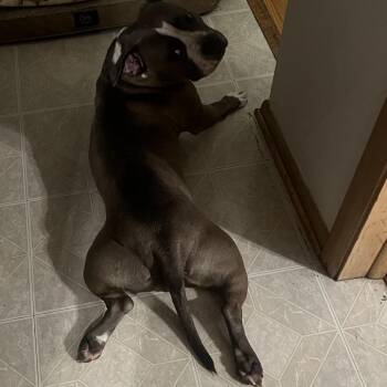 Jean - Home to Home -  American Bulldog Dog for Adoption in South Elgin, Illinois - Jean - Home To Home | PetCurious