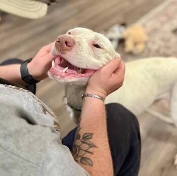 Pit Bull Terrier and American Staffordshire Terrier Dogs Available for Adoption in Friendswood, Texas - Leroy Lap Lovin Brown  | PetCurious