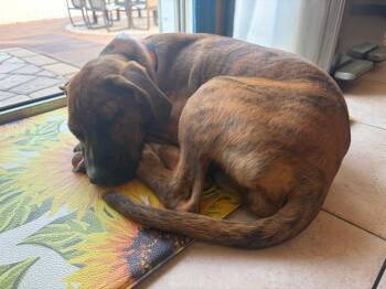 Mixed Breed Dogs Available for Adoption in Valley Stream, New York - Peppa | PetCurious