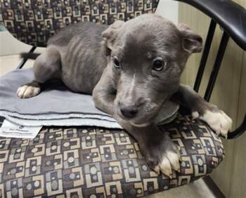Pit Bull Terrier Dogs Available for Adoption in Plano, Texas - Bluebell A217360 | PetCurious