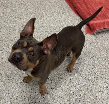 Minnette -  Pit Bull Terrier and Mixed Breed Dog for Adoption in Kansas City, Missouri - Minnette | PetCurious