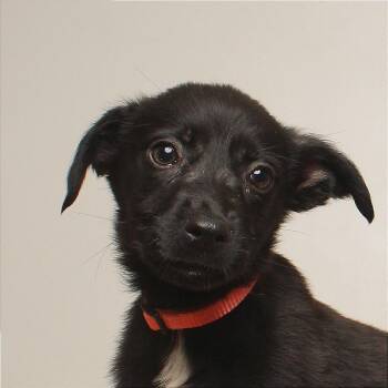 Nutmeg D71076 -  Labrador Retriever and Mixed Breed Dog for Adoption in Minnetonka, Minnesota - Nutmeg D71076 | PetCurious