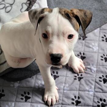 Spritz -  Boxer and American Bully Dog for Adoption in Shorewood, Illinois - Spritz | PetCurious