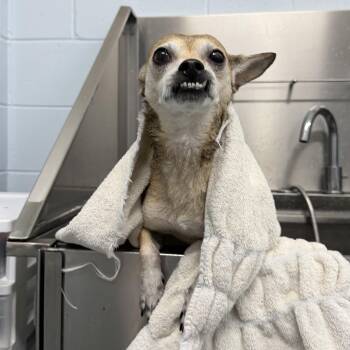 Rat Terrier Dogs Available for Adoption in Columbia, South Carolina - Emmy | PetCurious