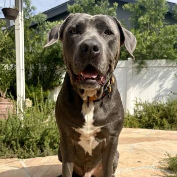 Ken -  Labrador Retriever and Mastiff Dog for Adoption in Los Angeles, California - Ken | PetCurious