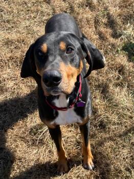 Rescue Hound Dogs for Adoption in Spooner, Wisconsin - Copper | PetCurious