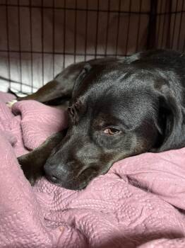 Black Labrador Retriever and Border Collie Dogs Available for Adoption - ELLIE -Fostered In VT!! | PetCurious