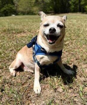 Chihuahua Dogs Available for Adoption in Attalla, Alabama - Piggie | PetCurious