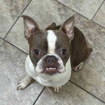 Frankie -  Boston Terrier Dog for Adoption in Tulsa, Oklahoma - Frankie | PetCurious