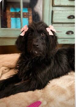 Labrador Retriever and Poodle Dogs Available for Adoption in Mount Laurel Township, New Jersey - Nadia , Minature Doodle | PetCurious