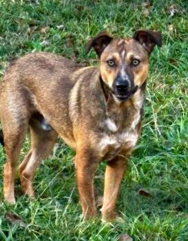 Rescue Mixed Breed Dogs for Adoption in Joppa, Alabama - Mike | PetCurious