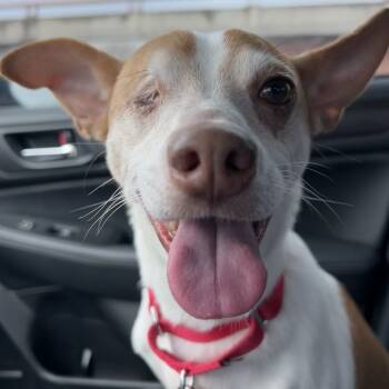 Rescue Jack Russell Terrier Dogs for Adoption in Austin, Texas - Benjamin | PetCurious