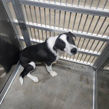 Border Collie Dogs Available for Adoption - Romeo | PetCurious
