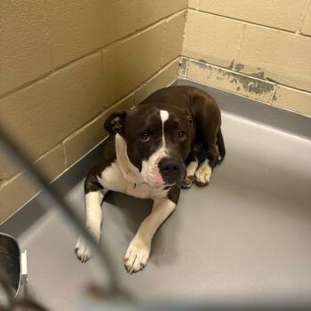 Mixed Breed Dogs Available for Adoption in Columbus, Georgia - 04/19/2026-Stray-42ndStreet | PetCurious