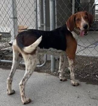 Rudy - 57101265 -  Hound Dog for Adoption in Elko, Nevada - Rudy - 57101265 | PetCurious