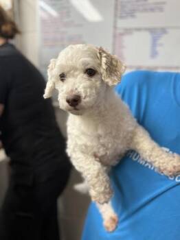 NolaNathan -  Mixed Breed Dog for Adoption in Covington, Louisiana - NolaNathan | PetCurious