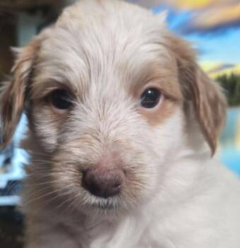 Lady Dawg -  Labradoodle Dog for Adoption in Cumming, Georgia - Lady Dawg | PetCurious