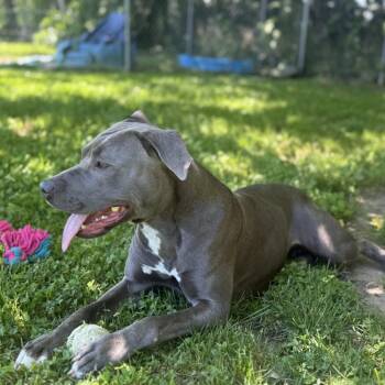 Foxy -  Pit Bull Terrier Dog Available for Adoption in Ridgely, Maryland - Foxy | PetCurious