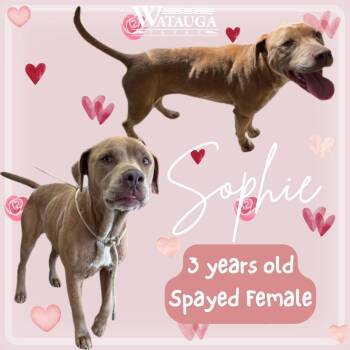 Pit Bull Terrier Dogs Available for Adoption in Watauga, Texas - Sophie | PetCurious