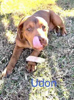 Labrador Retriever and Shepherd Dogs Available for Adoption - Udon (Noodle Pups) | PetCurious