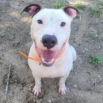 Thumper -  Terrier Dog for Adoption in Umatilla, Florida - Thumper | PetCurious