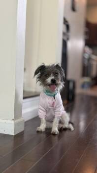 Mixed Breed Dogs Available for Adoption - Marge | PetCurious