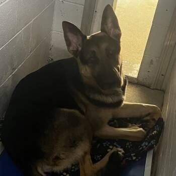 Mixed Breed Dogs Available for Adoption in Summerville, South Carolina - Dermond | PetCurious