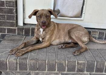 Nugget Bar -  Feist Dog for Adoption in Boston, Massachusetts - Nugget Bar | PetCurious