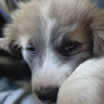 Great Pyrenees Dogs Available for Adoption - Perry | PetCurious