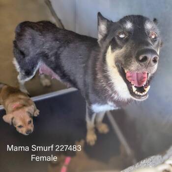 Poppy (Mama Smurf) -  Shepherd Dog for Adoption in Edinburg, Texas - Poppy (Mama Smurf) | PetCurious