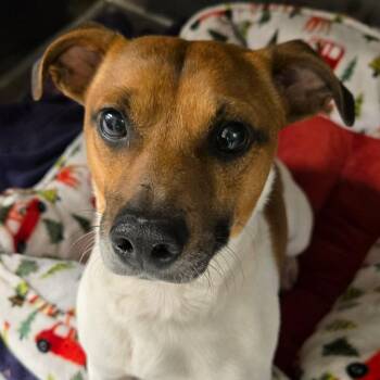 Jack Russell Terrier Dogs Available for Adoption in Normal, Illinois - Cricket | PetCurious