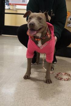 Jenkies -  Pit Bull Terrier and American Staffordshire Terrier Dog for Adoption in Carmel Hamlet, New York - Jenkies | PetCurious