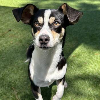 Chihuahua Dogs Available for Adoption in Salisbury, North Carolina - Sushi | PetCurious