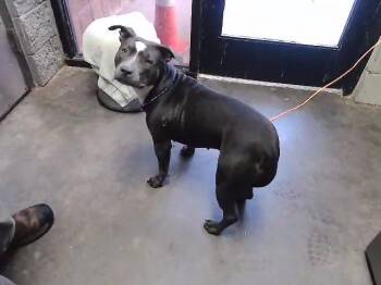 PINKY PIE -  Pit Bull Terrier Dog for Adoption in Tulsa, Oklahoma - PINKY PIE | PetCurious