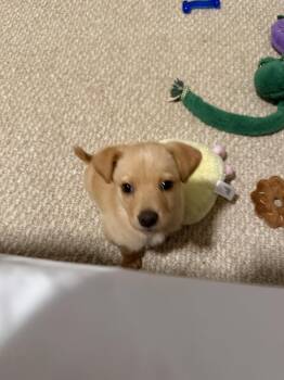Mountain Cur and Beagle Dogs Available for Adoption in Holly Springs, North Carolina - Biscuit | PetCurious