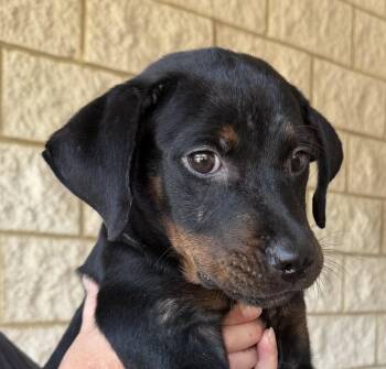 Marie Laveau -  Rottweiler Dog for Adoption in Slidell, Louisiana - Marie Laveau | PetCurious